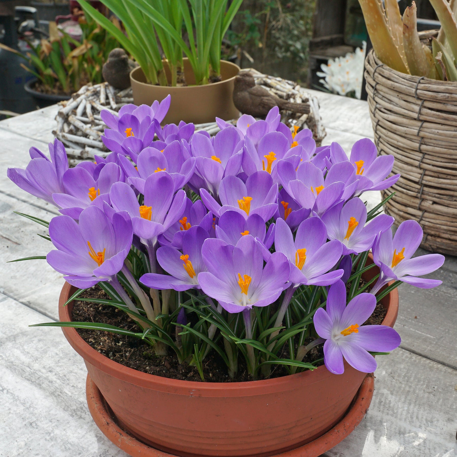 Crocus Aqua