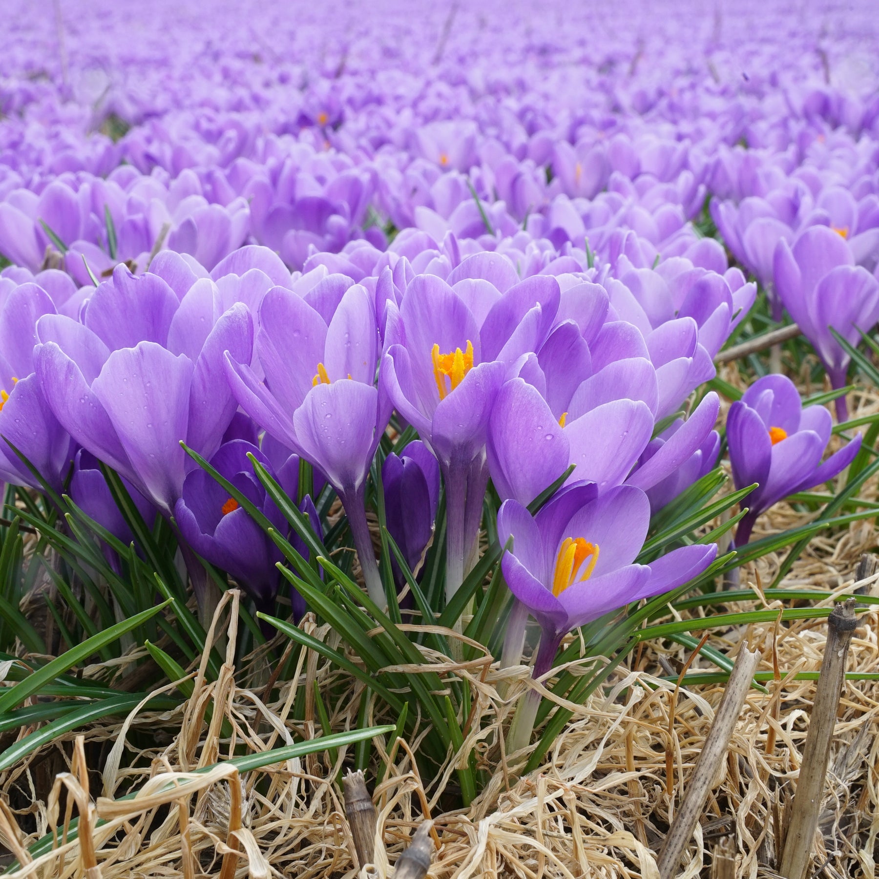 Crocus Aqua