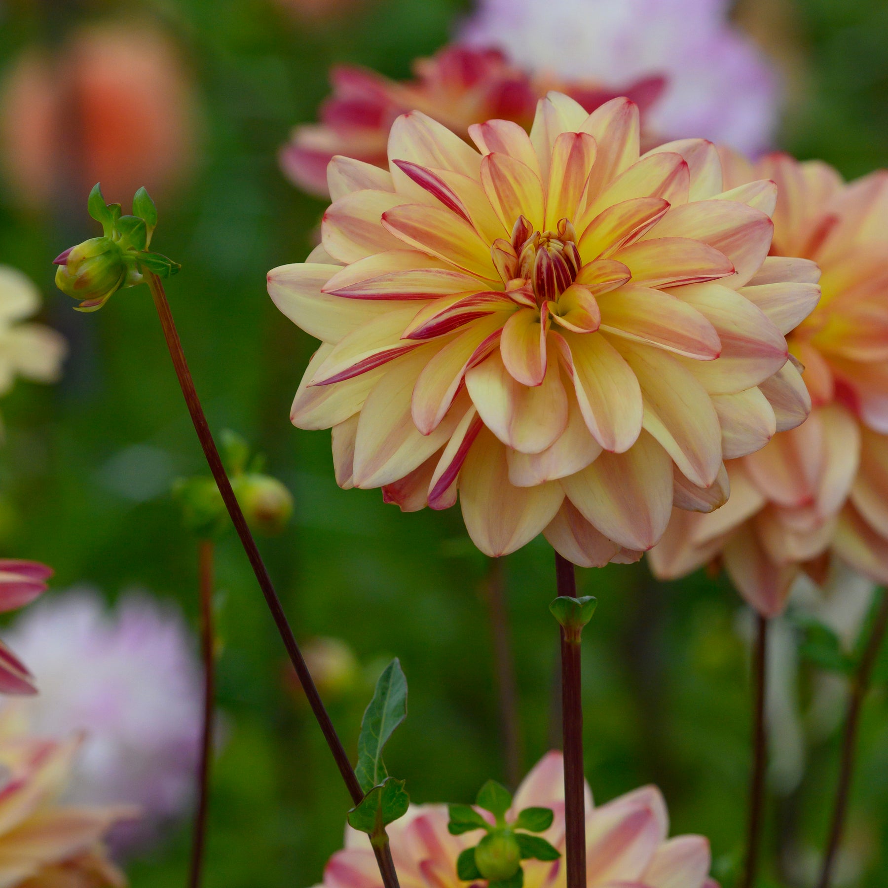 Dahlia Happy Butterfly