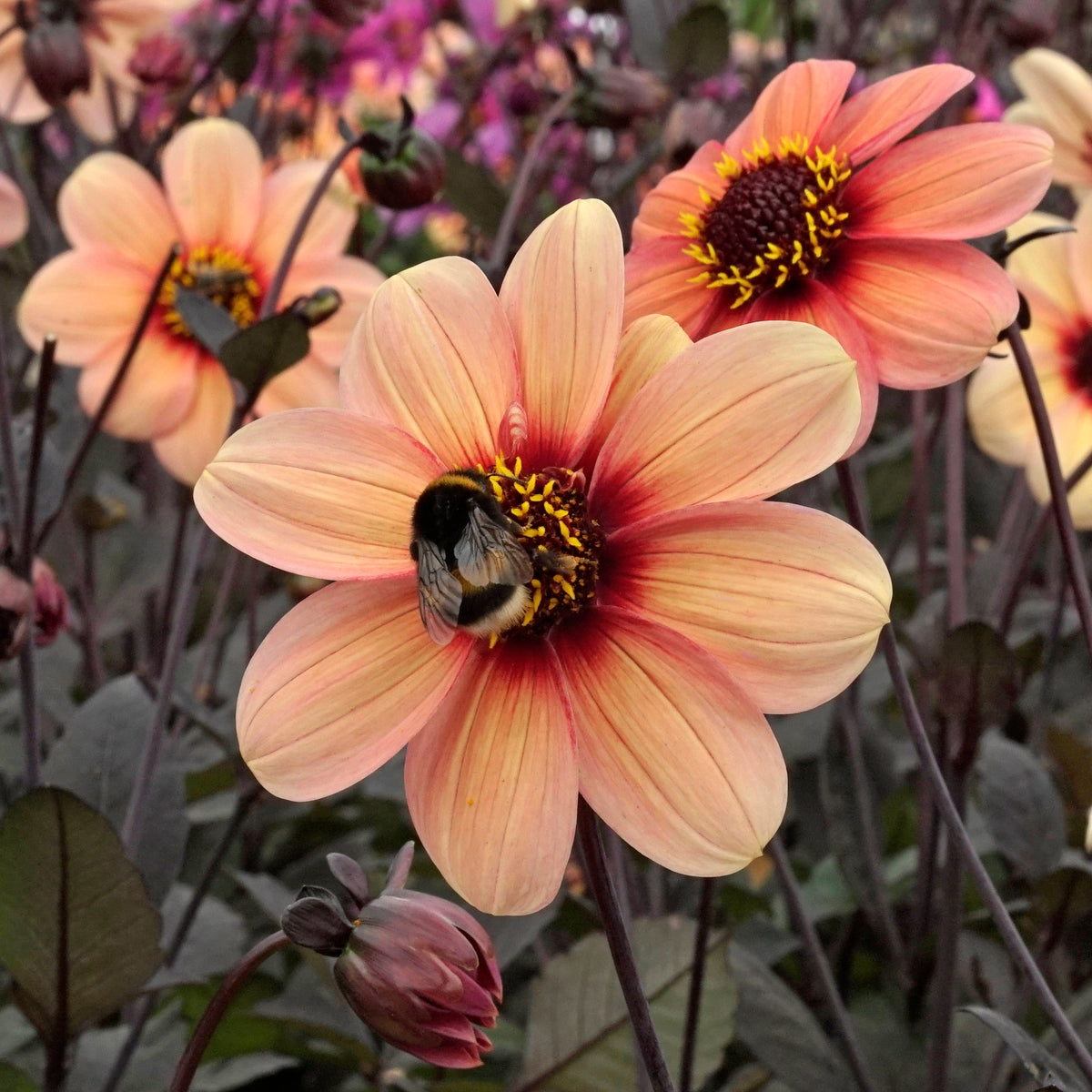 Dahlia Happy Single Kiss