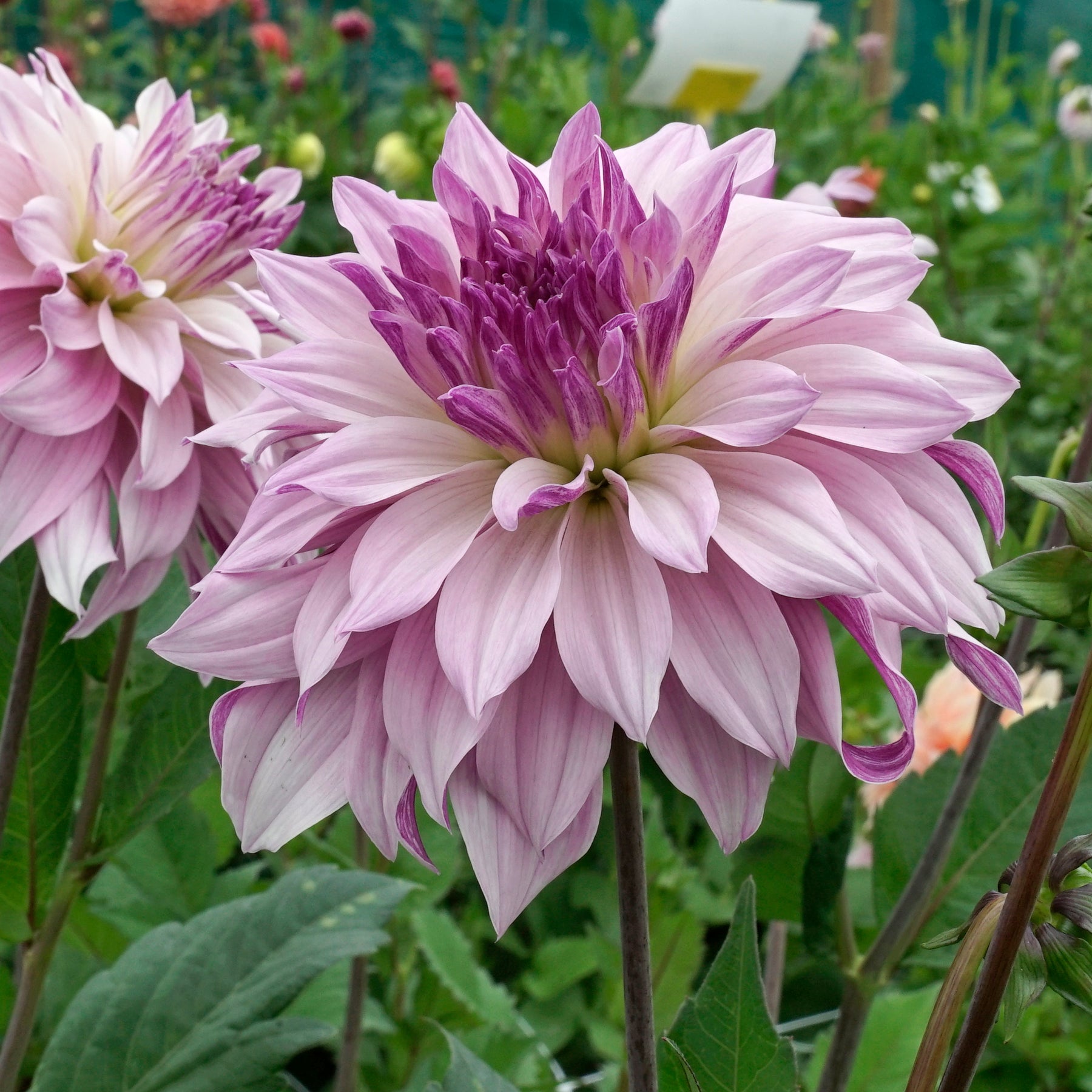Dahlia Labyrinth Two Tone