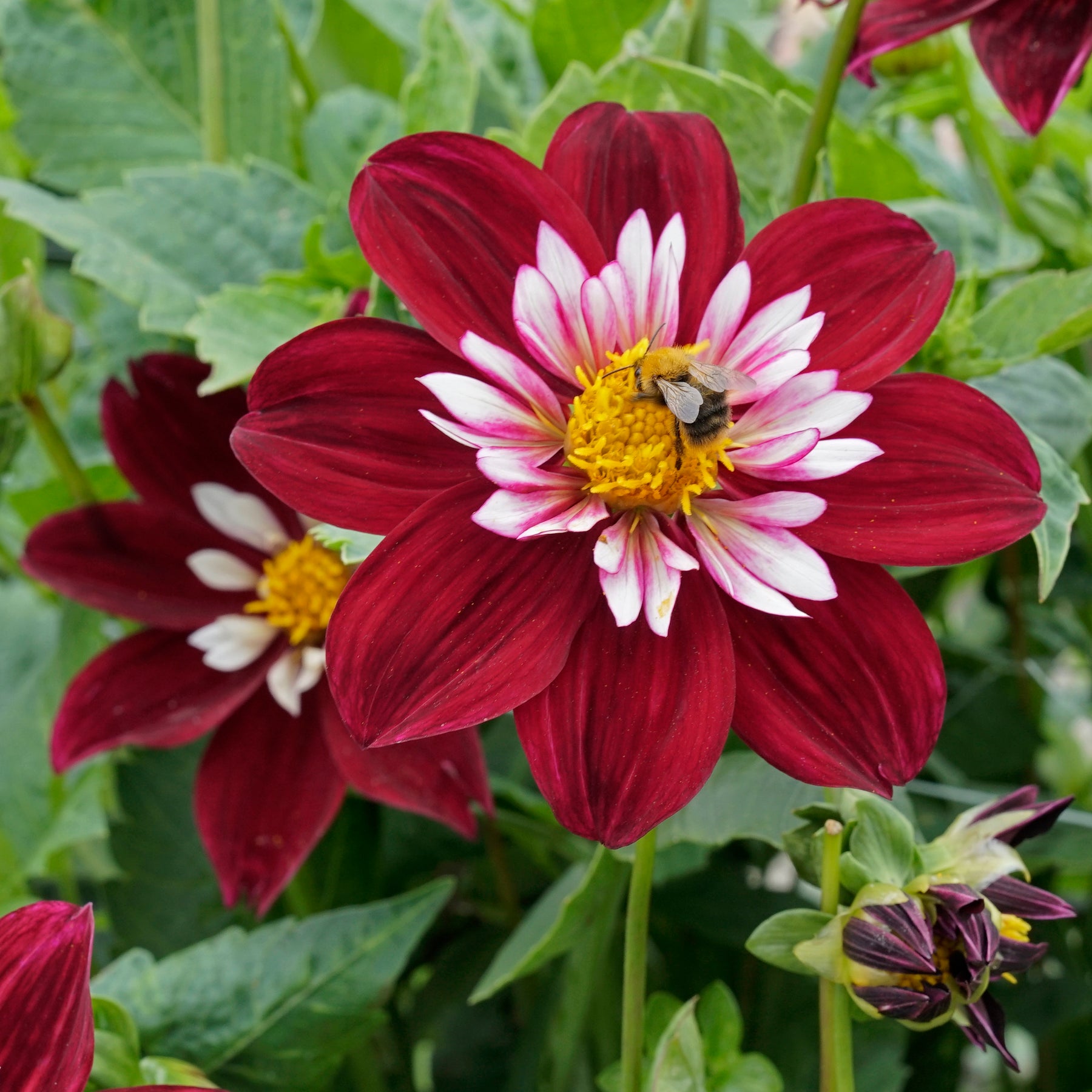 Dahlia Night Butterfly