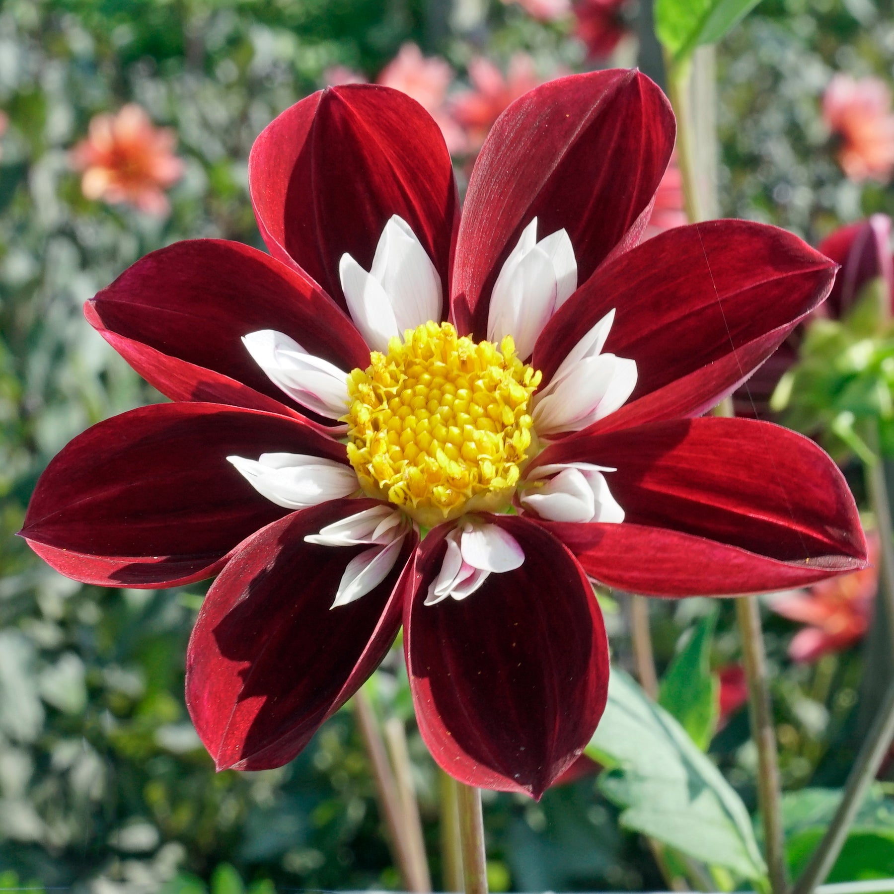 Dahlia Night Butterfly