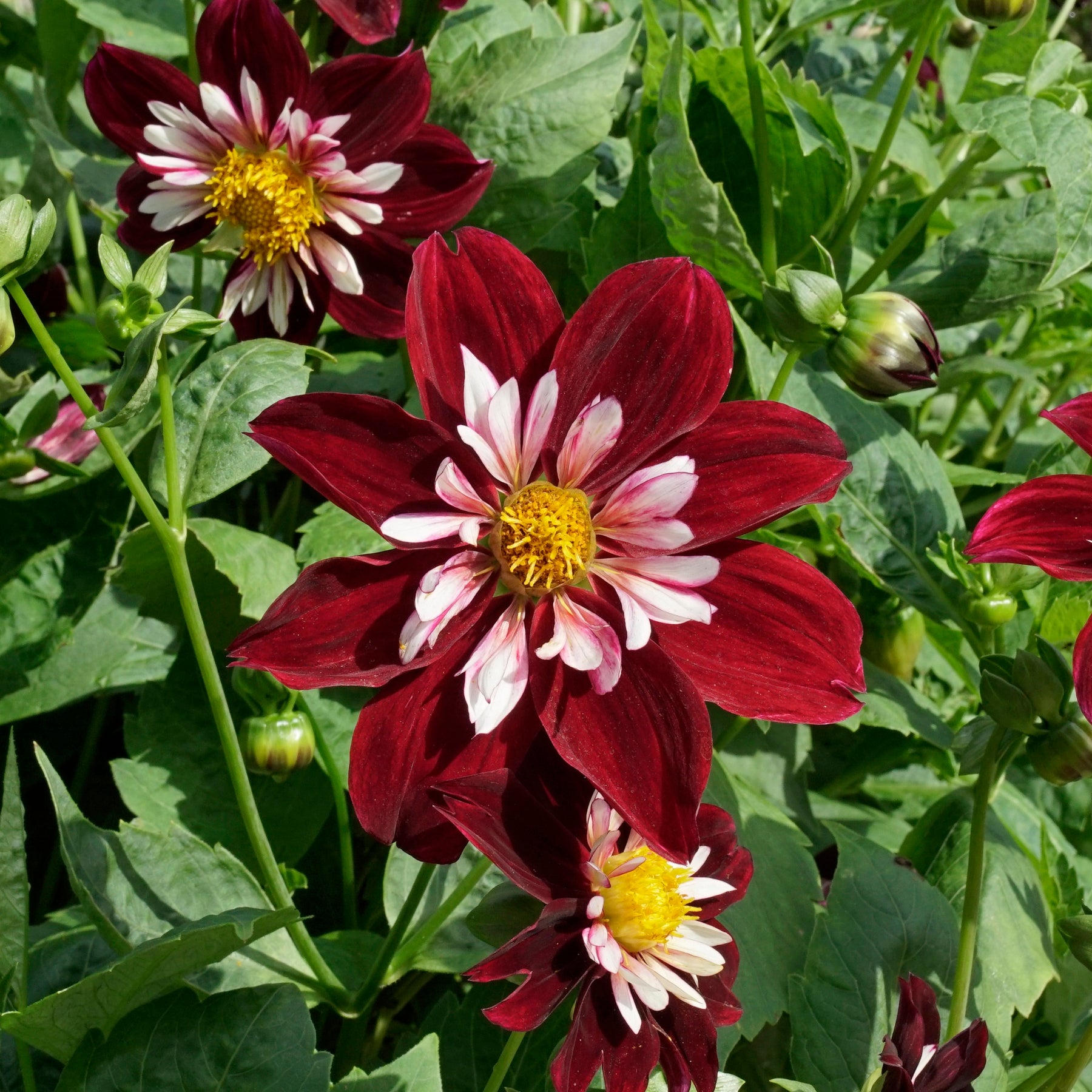 Dahlia Night Butterfly