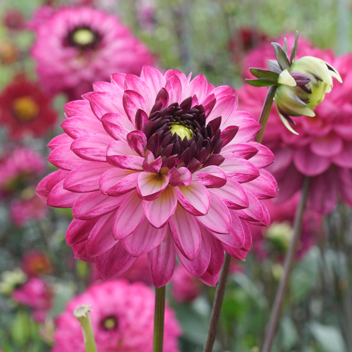 Dahlia Romantica