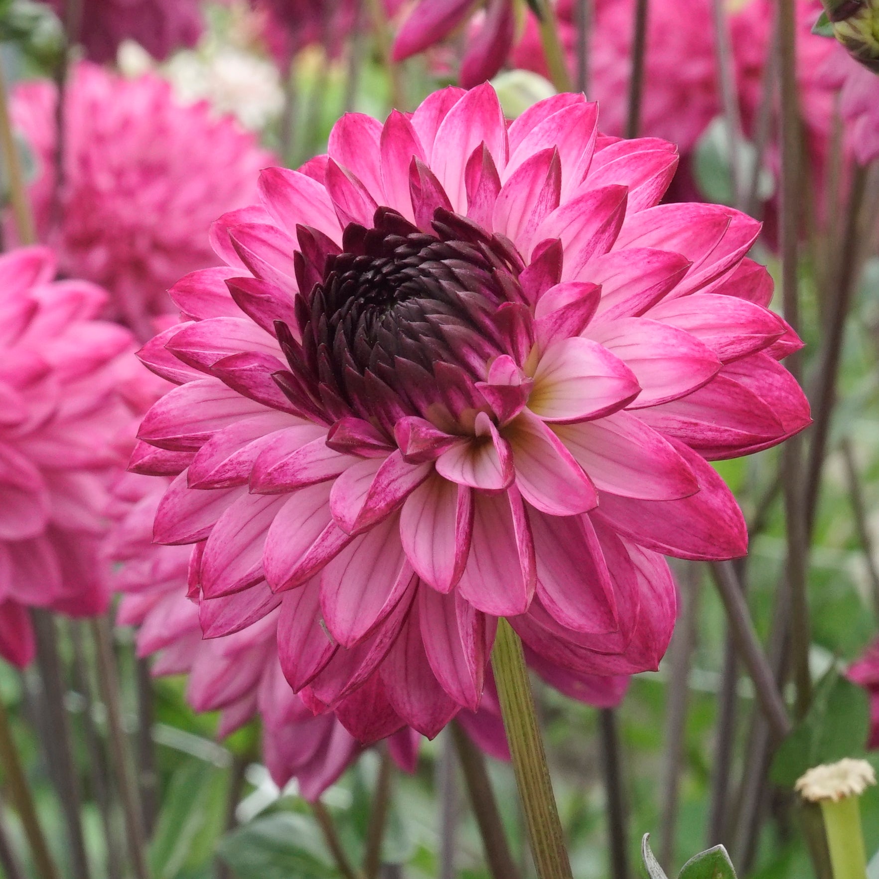 Dahlia Romantica