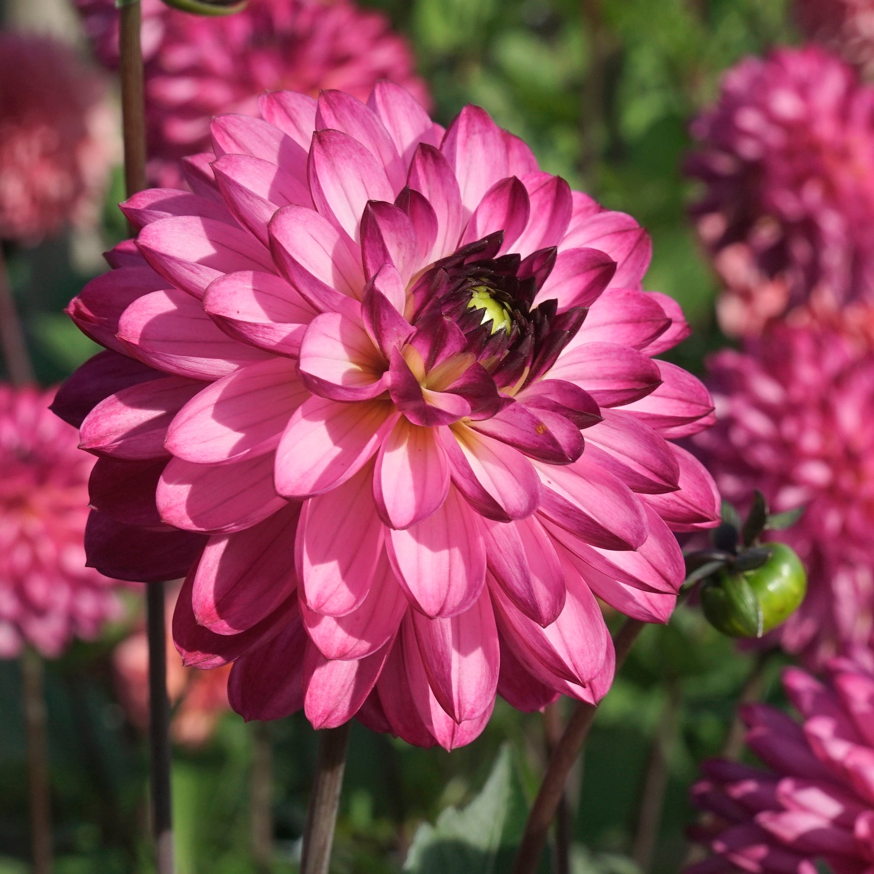 Dahlia Romantica