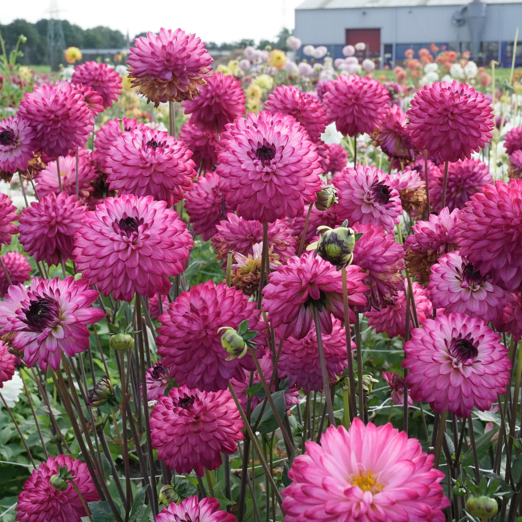 Dahlia Romantica