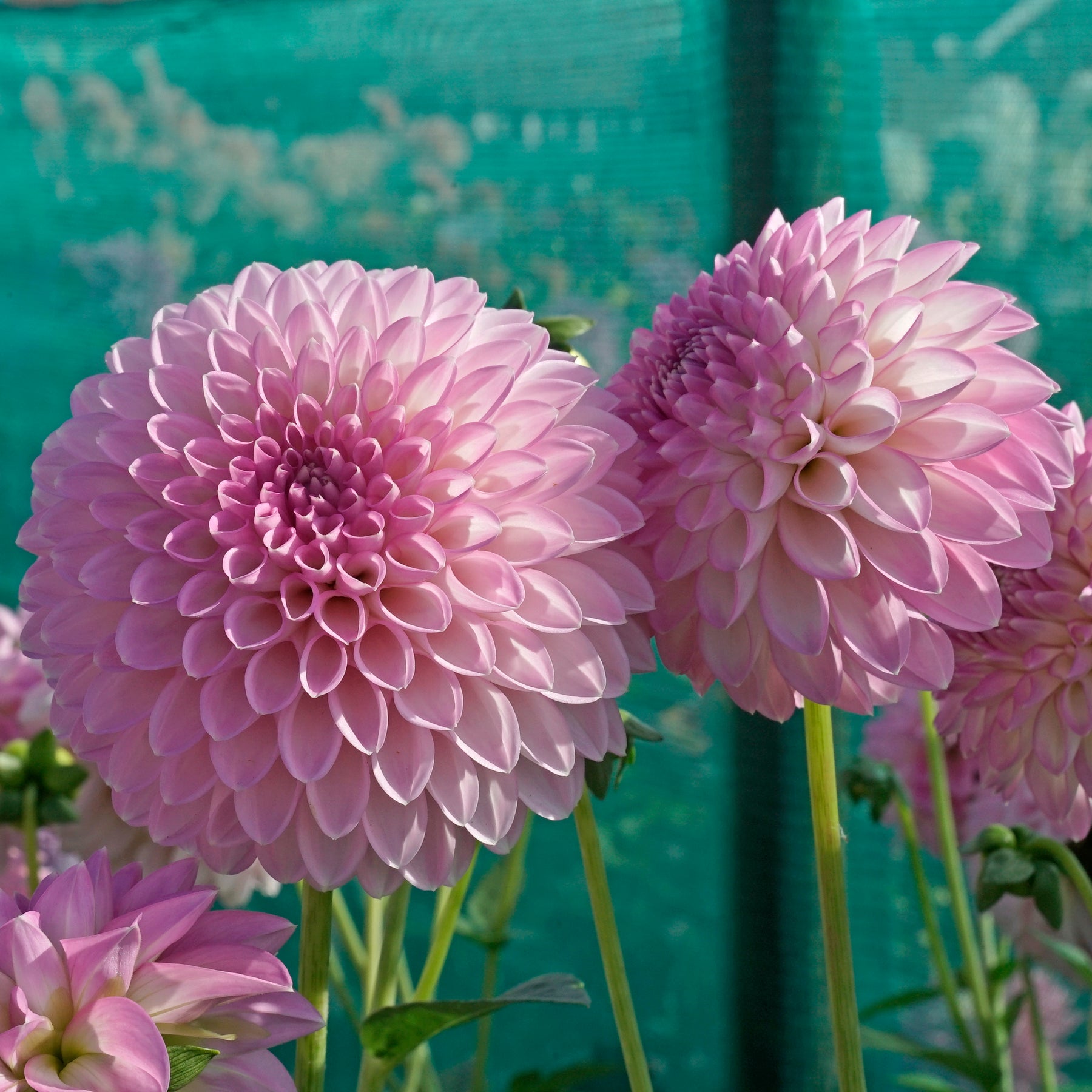 Dahlia Sefton Silvertop