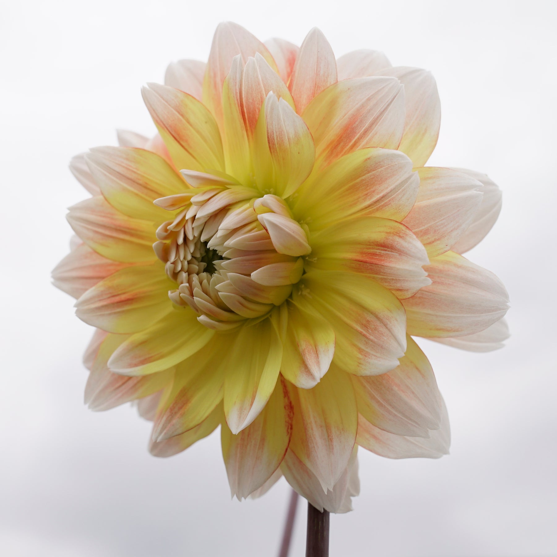 Dahlia Peaches and Cream