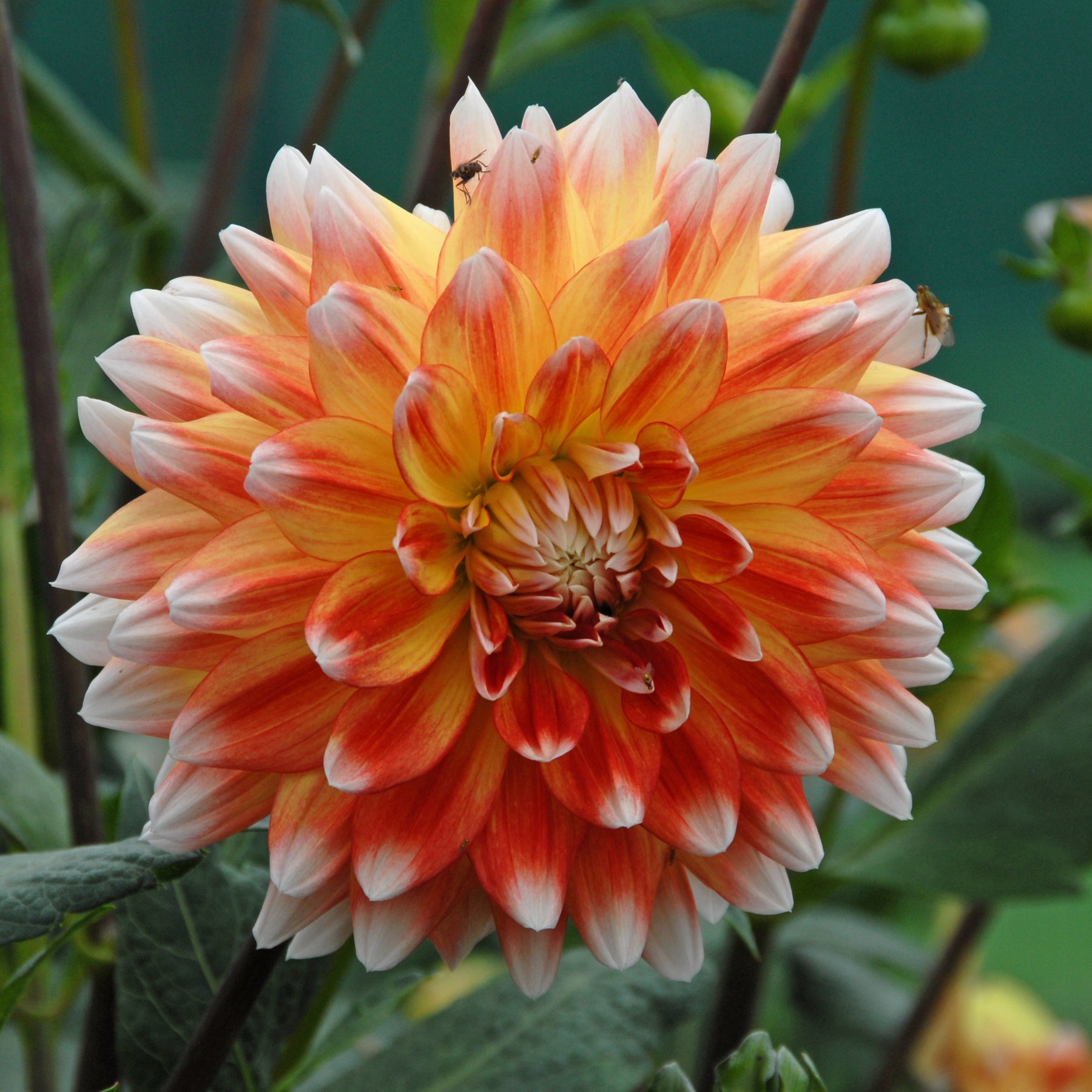 Dahlia Peaches and Cream