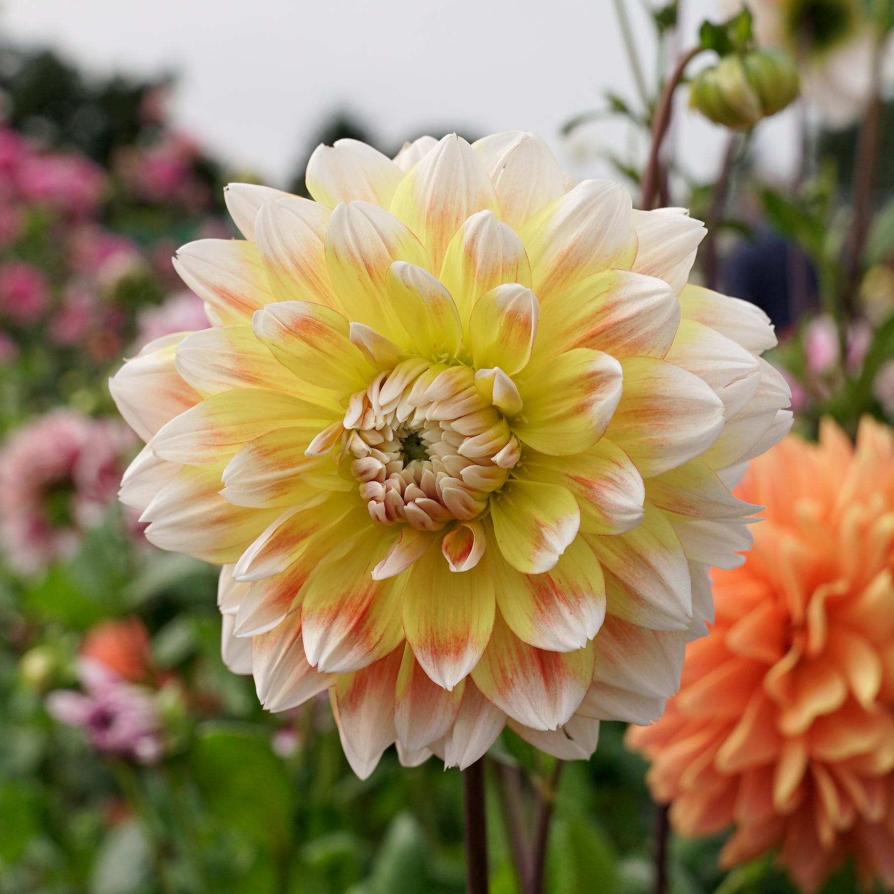 Dahlia Peaches and Cream