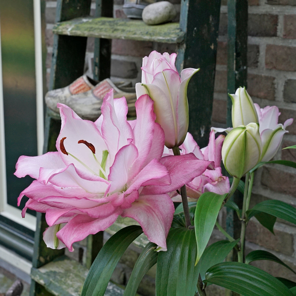 Lilium Roselily Anouska