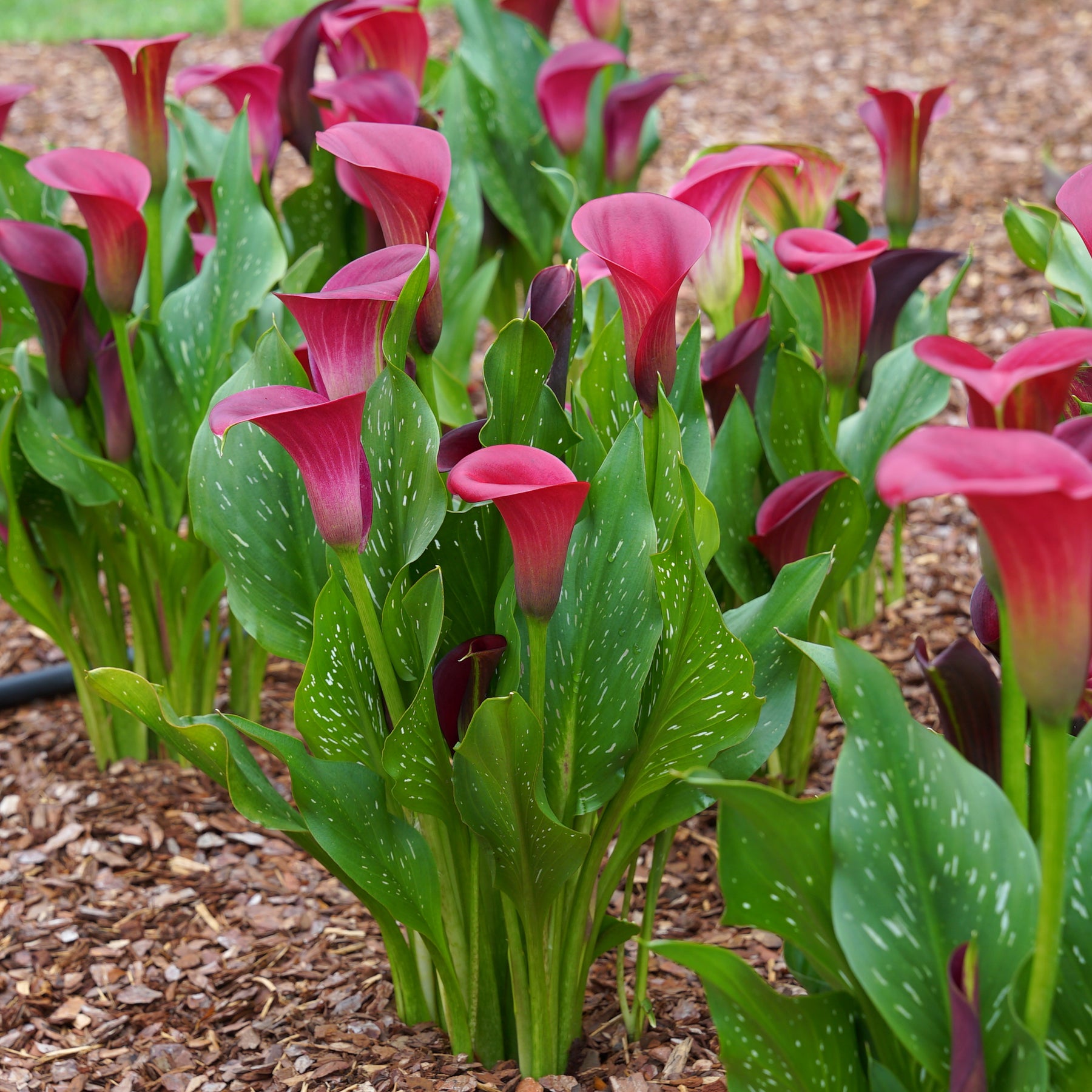 Zantedeschia Santiago