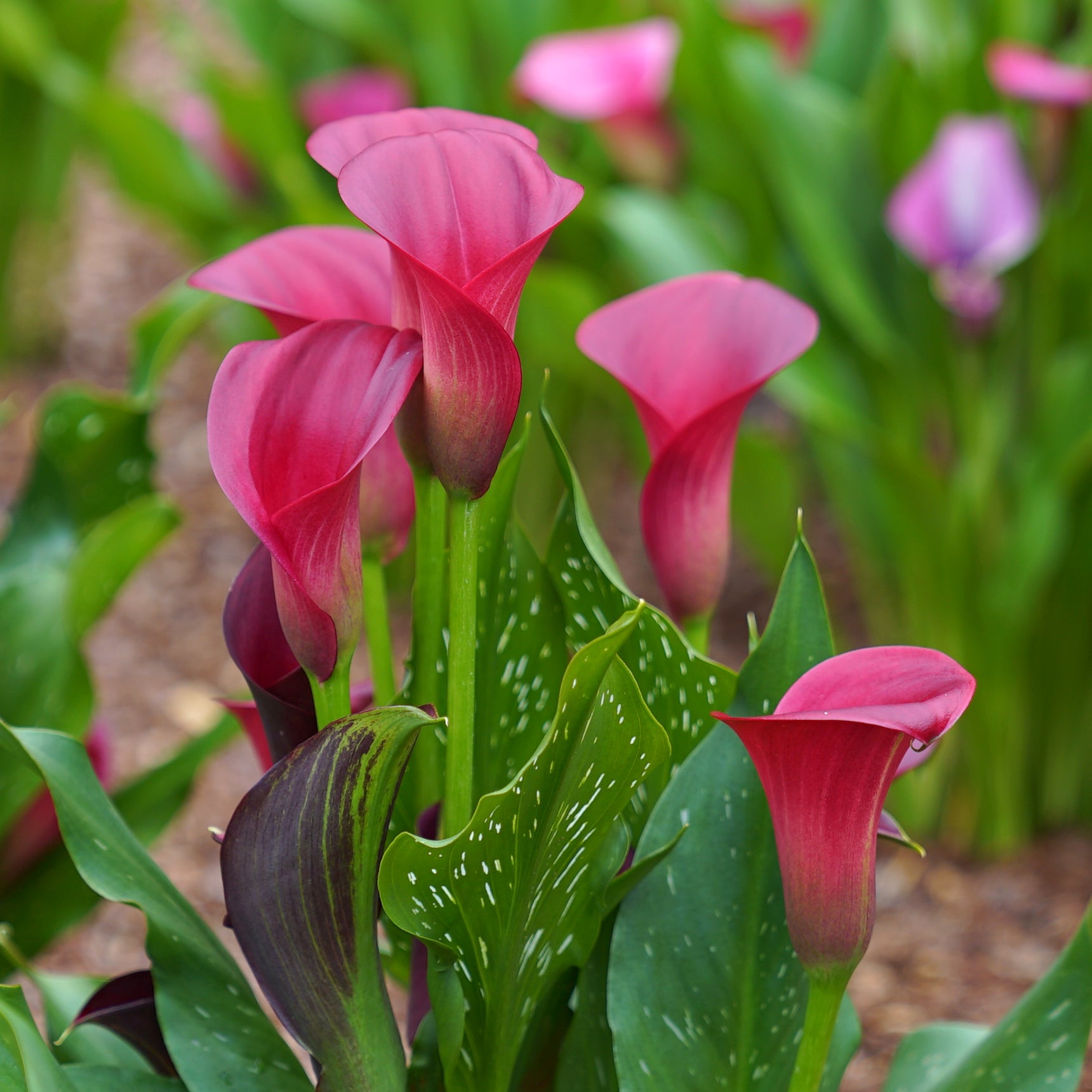 Zantedeschia Santiago