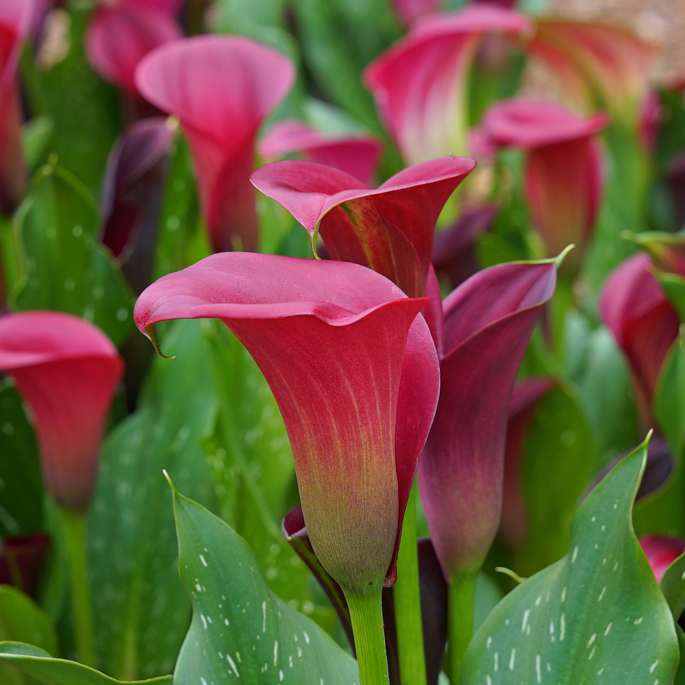 Zantedeschia Santiago