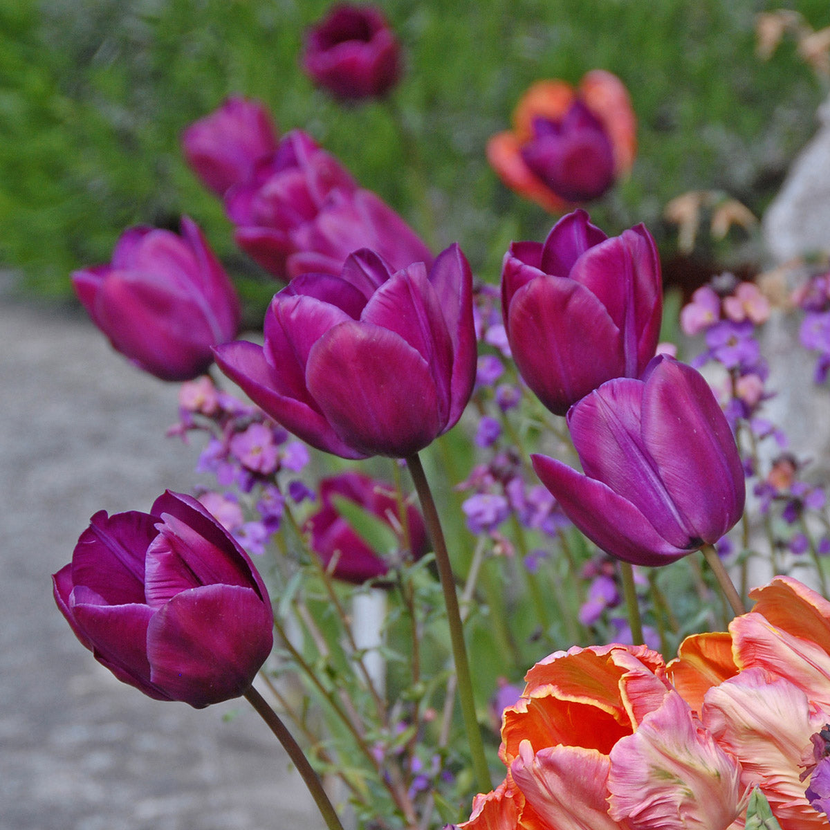 Tulipa Negrita