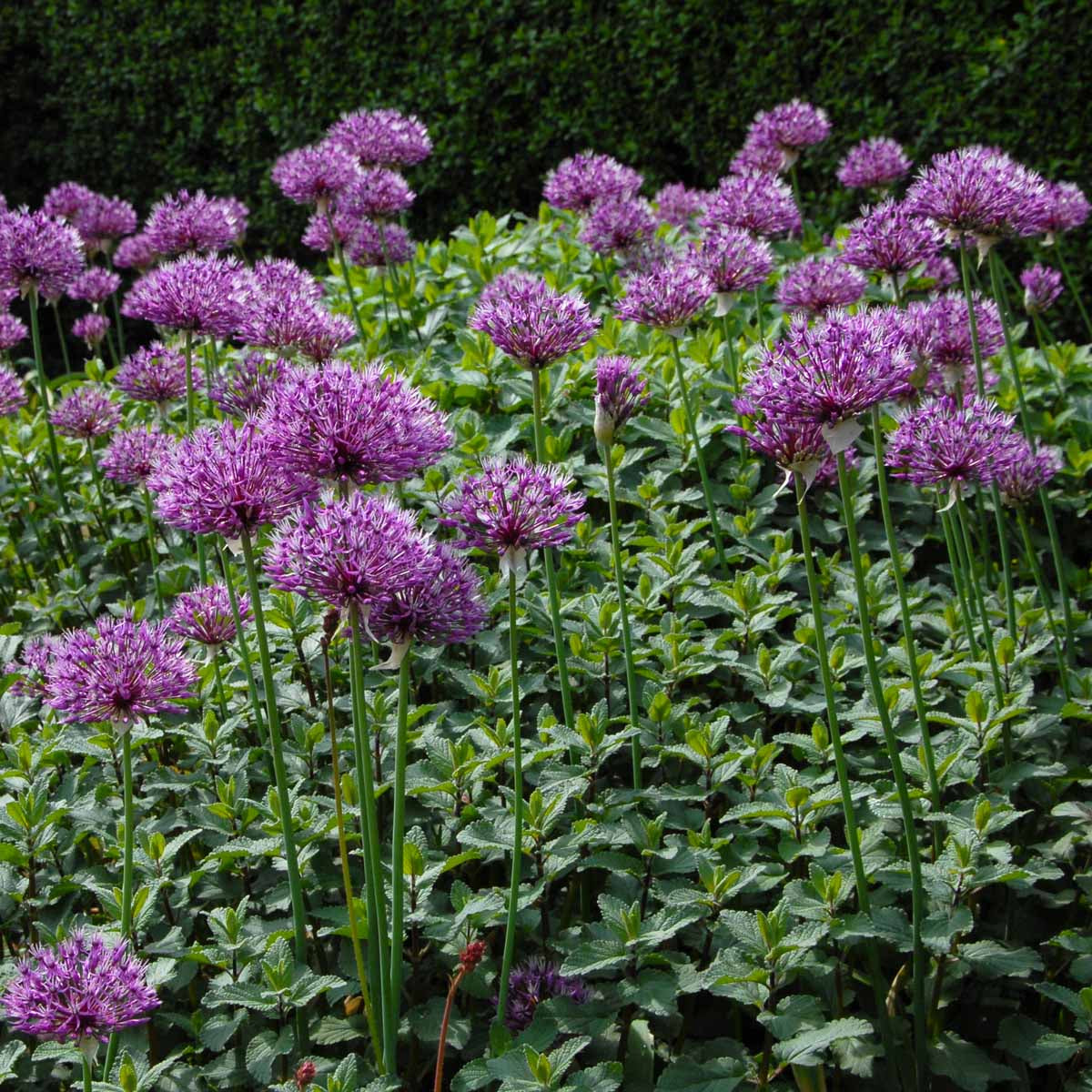 Allium Early Emperor