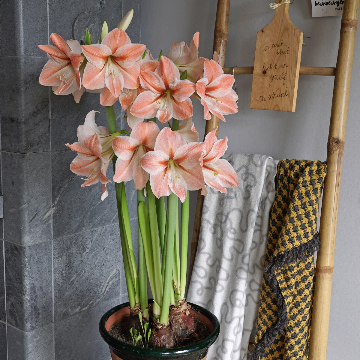 Amaryllis Apricot Parfait