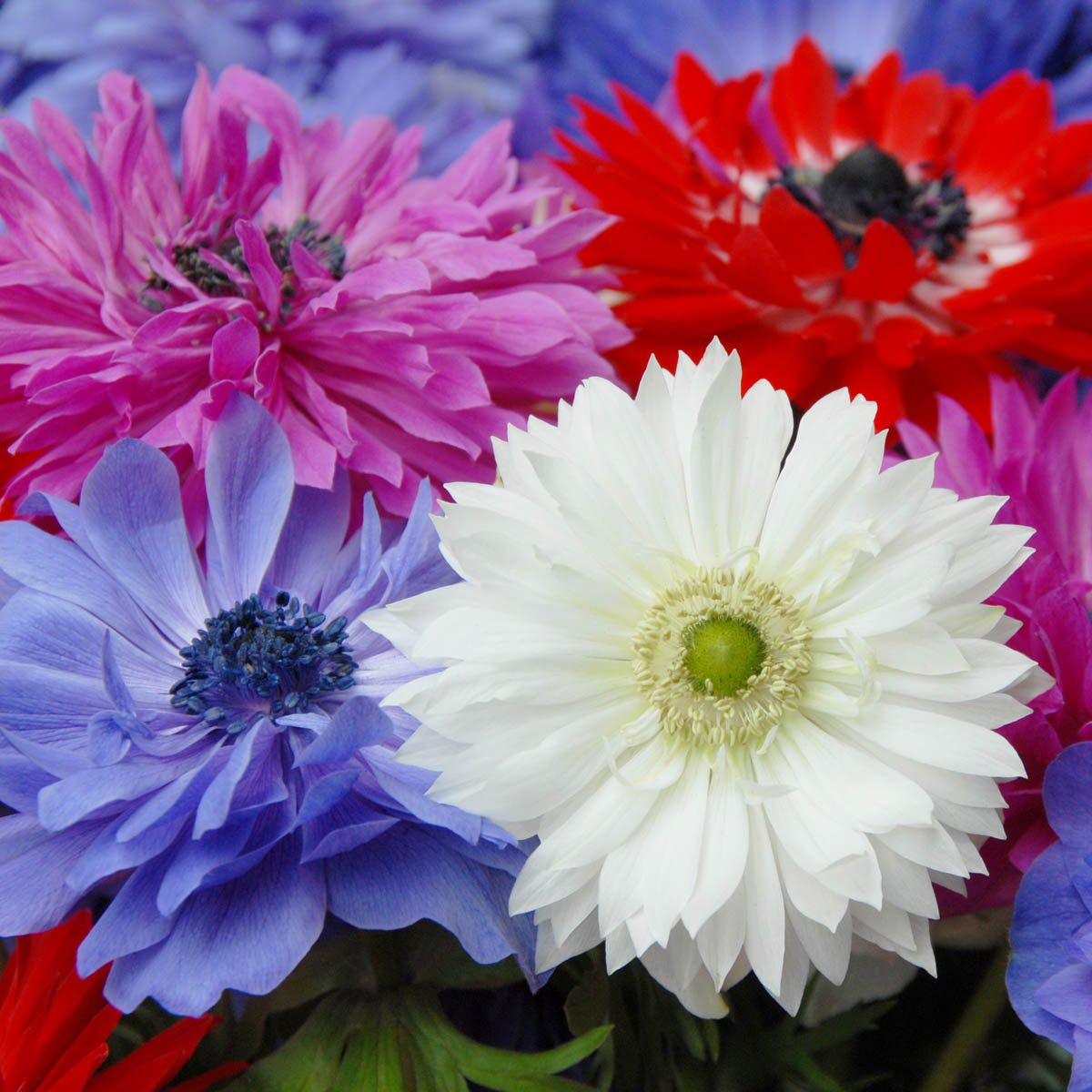 Anemone coronaria St Brigid