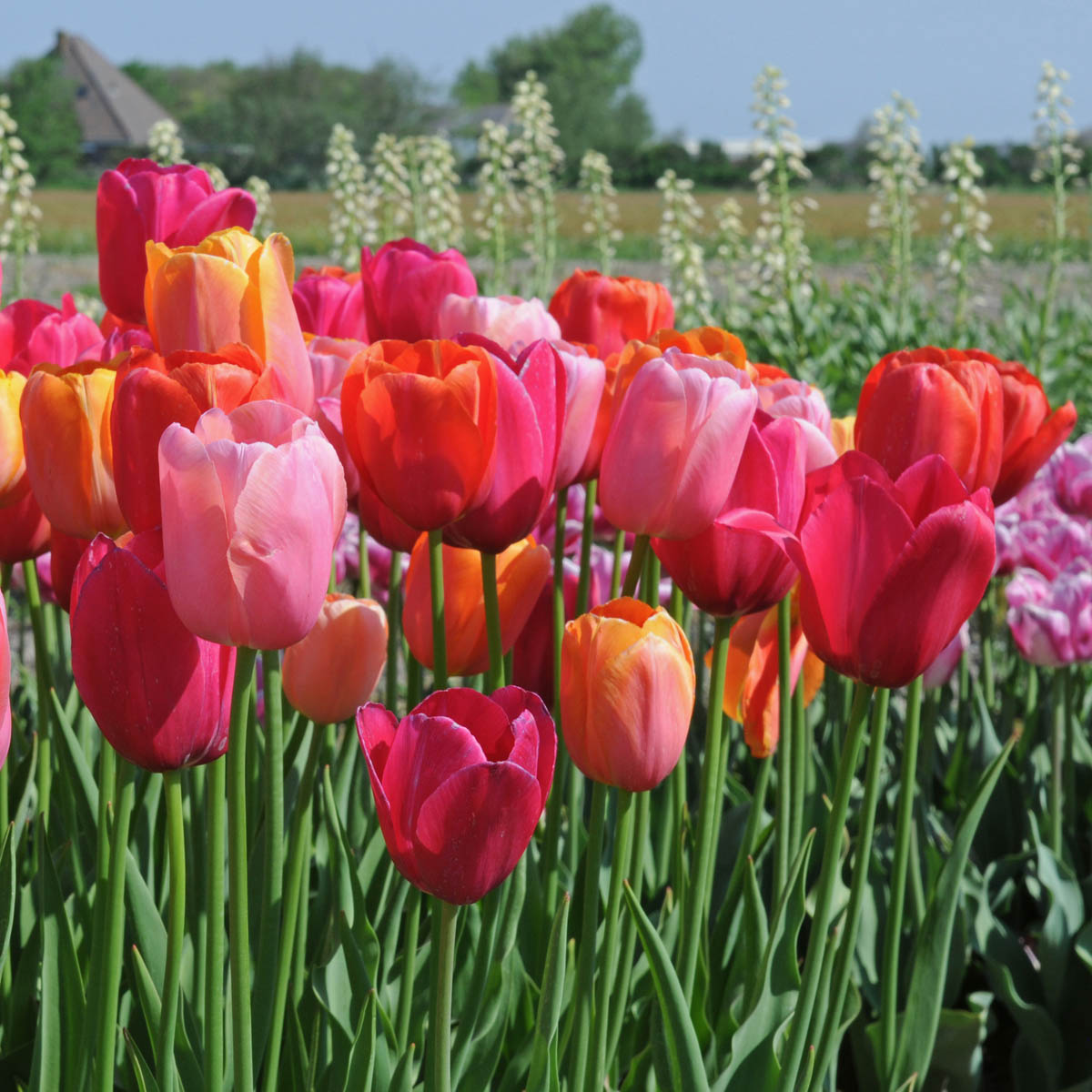 French Blend Rose