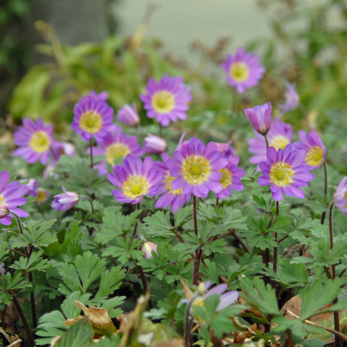 Anemone blanda Pink Star