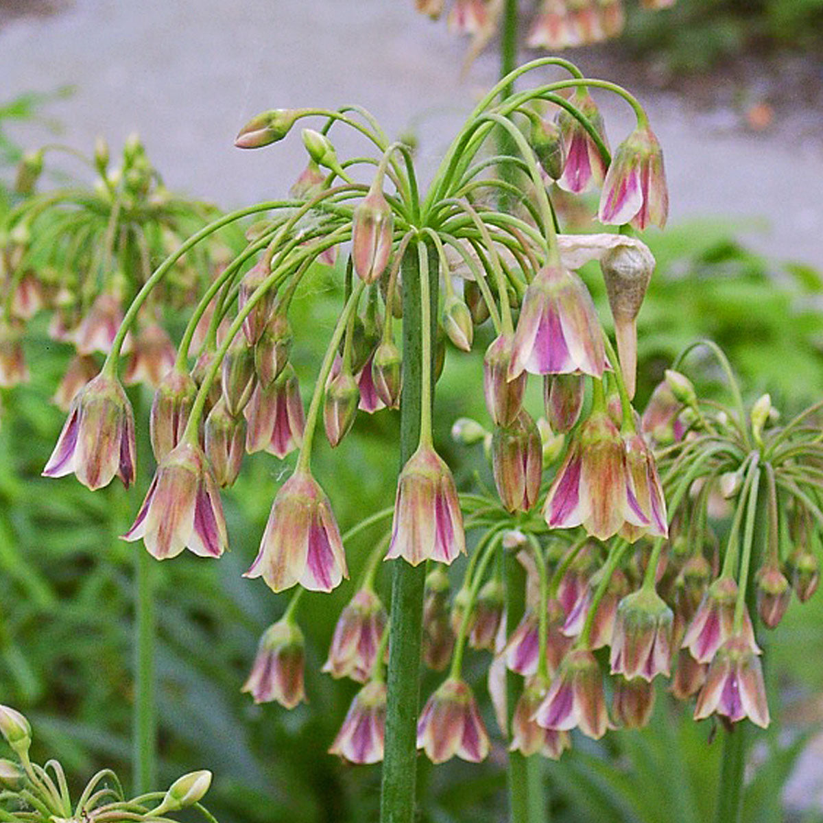 Allium siculum