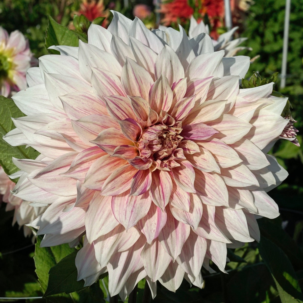 Dahlia Café au Laît Twist