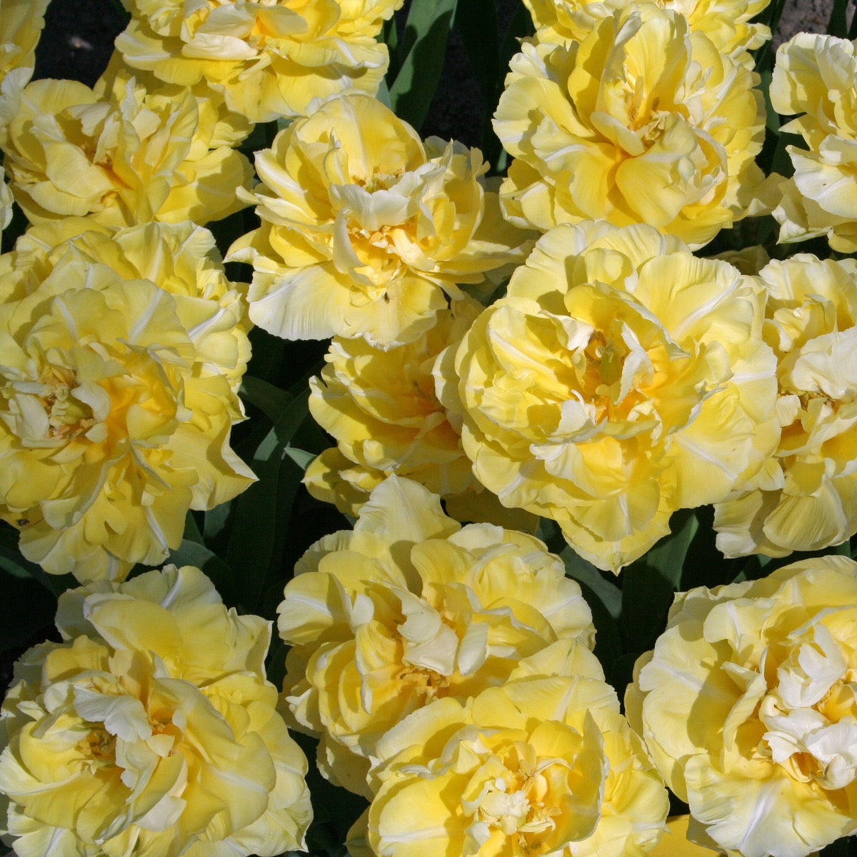 Tulipa Verona