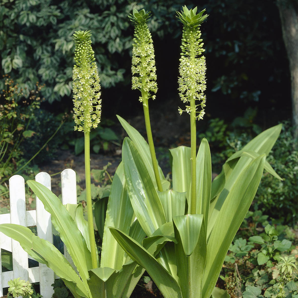 Eucomis pole-evansii