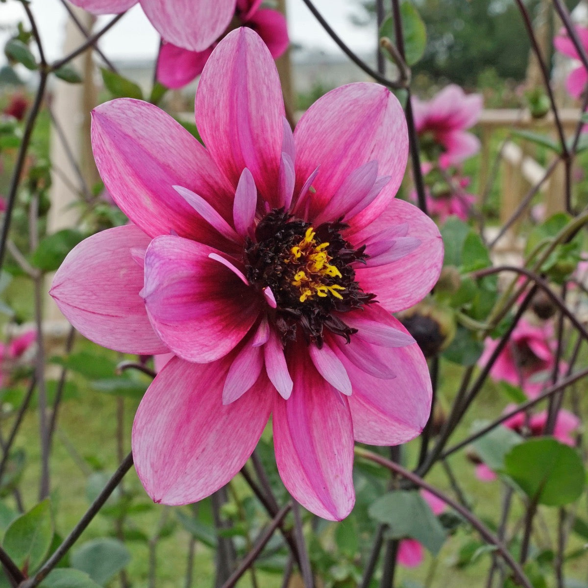 Dahlia Skyfall