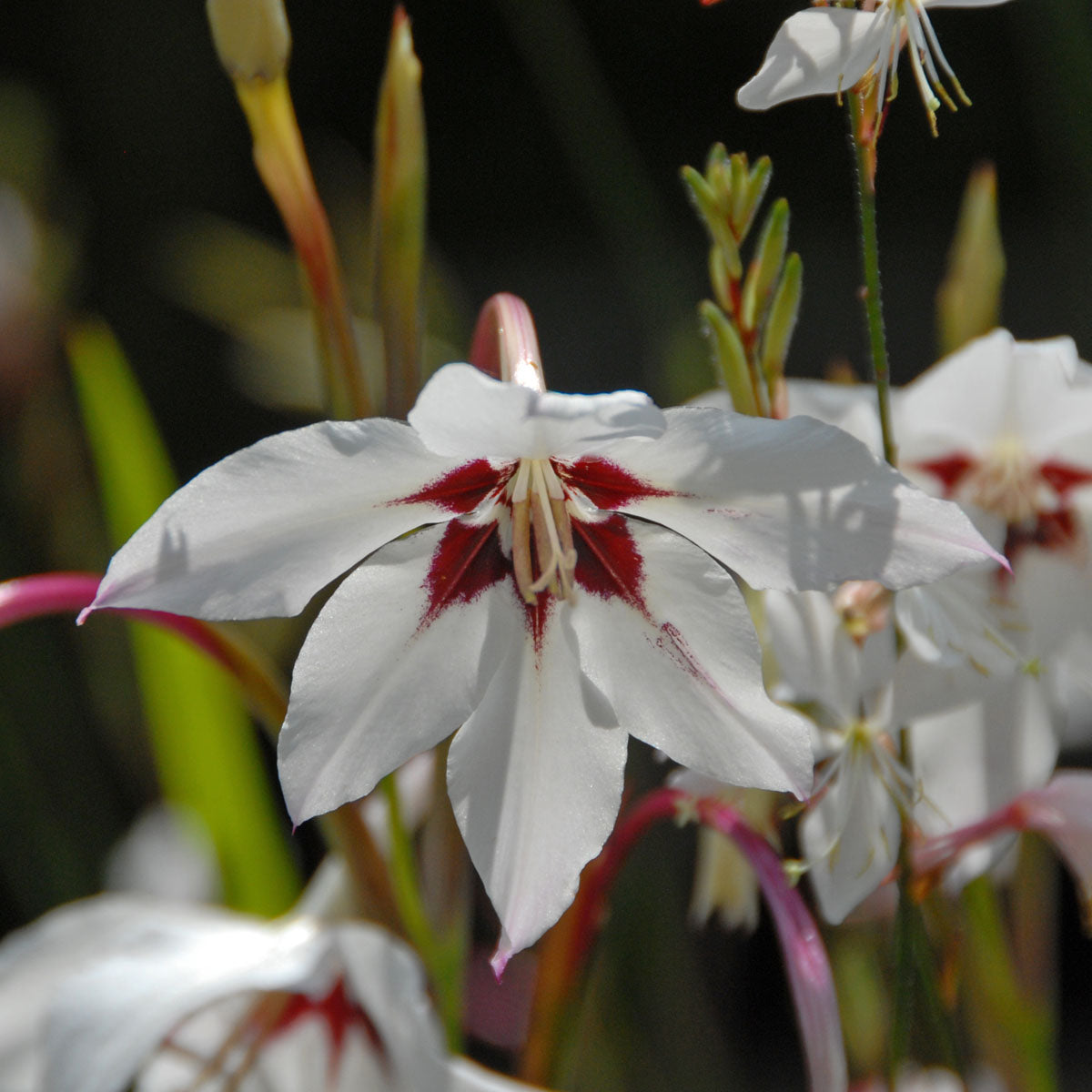 Gladiolus callianthus Murielae