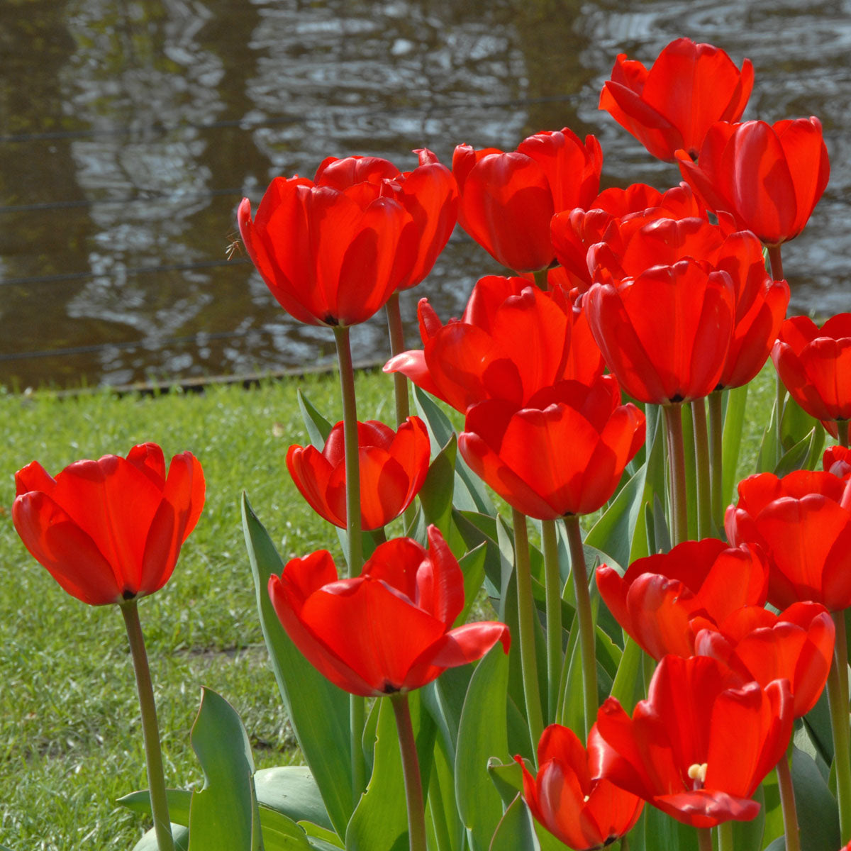 Red Impression