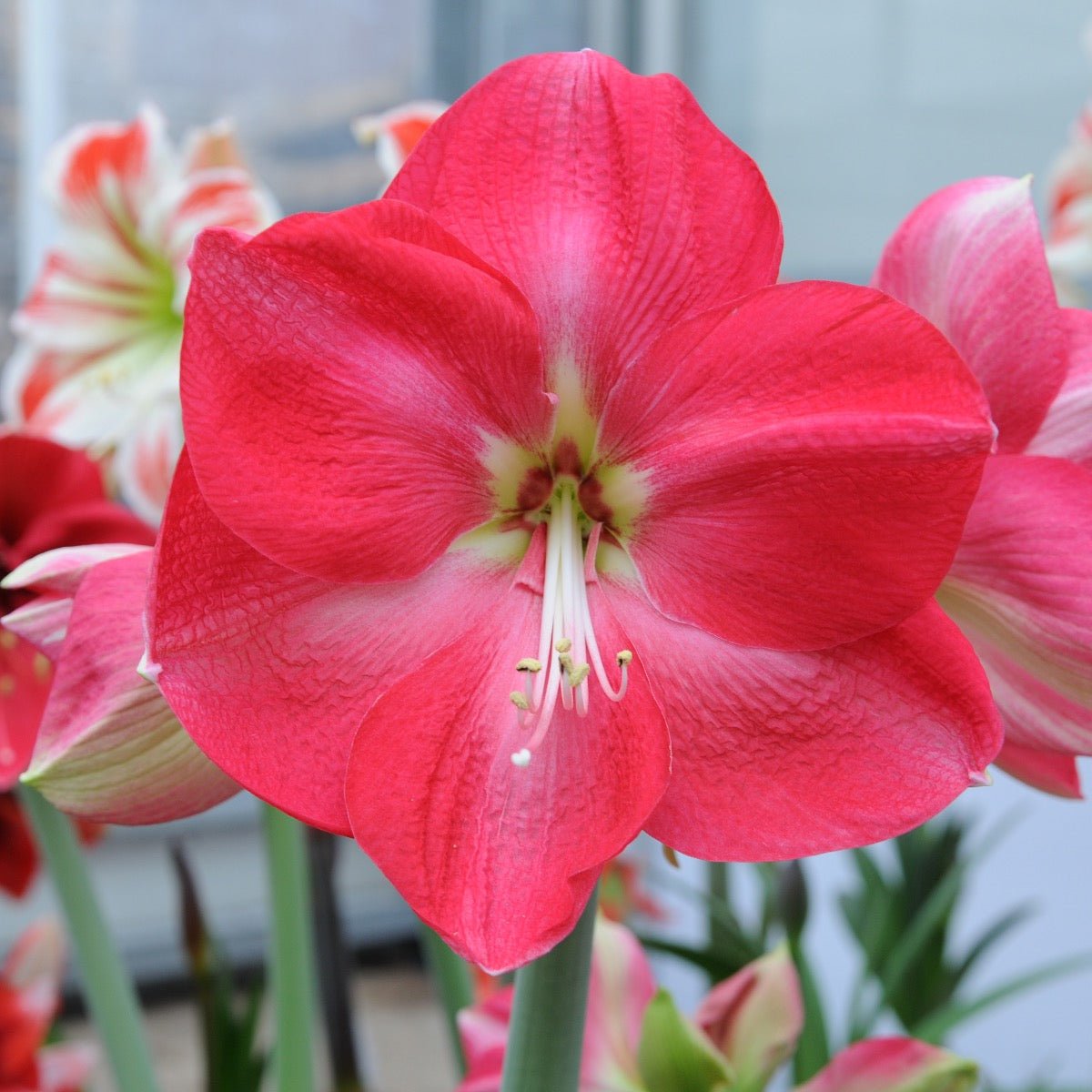 Amaryllis Candy Cream - amaryllis - Fluwel