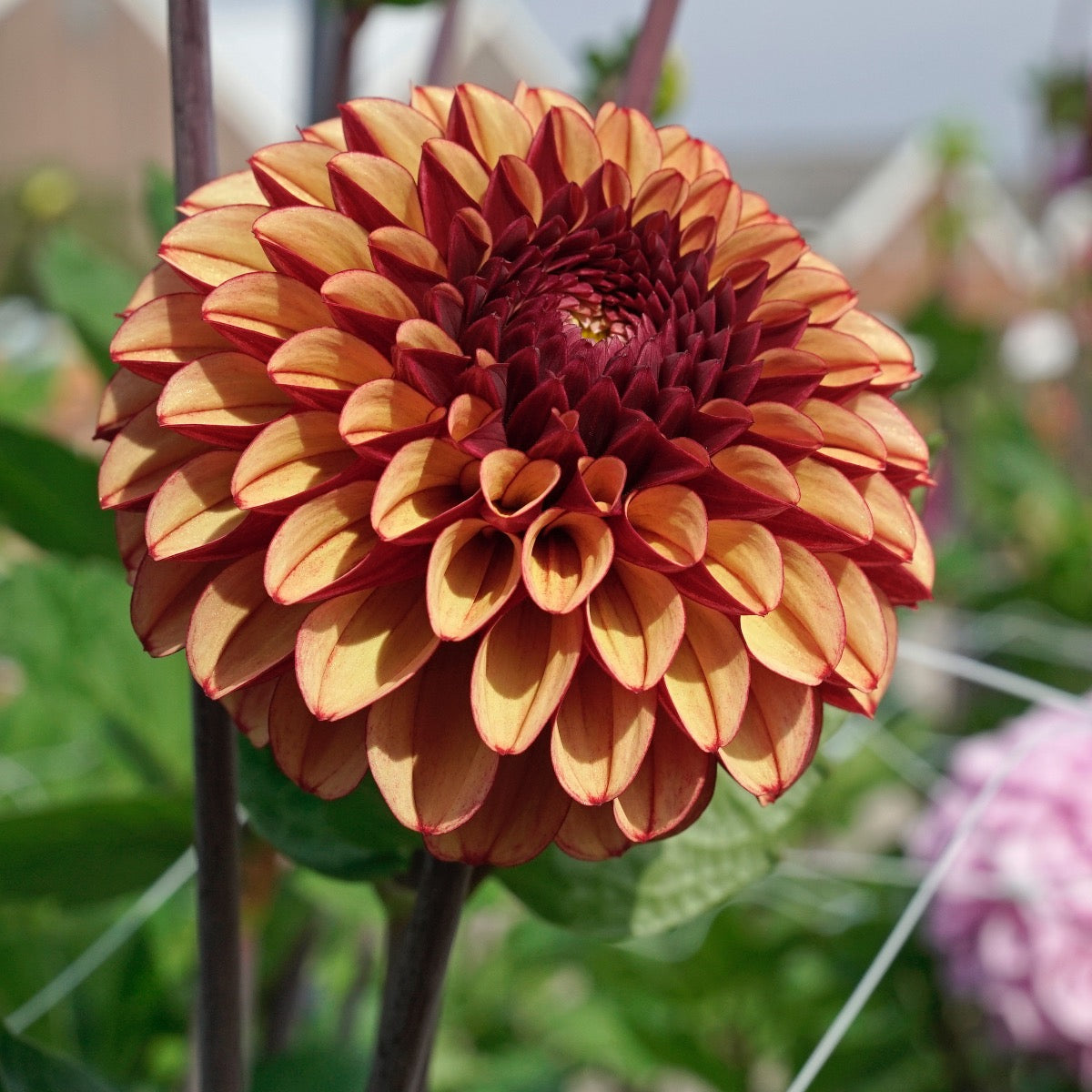 Dahlia High Fidelity