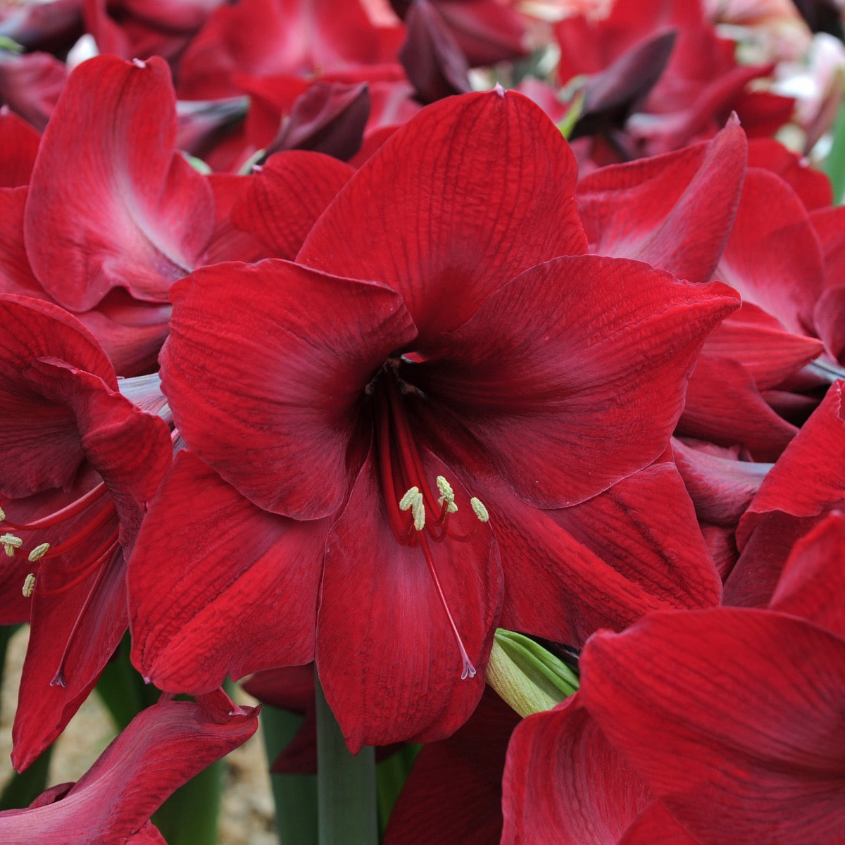 Amaryllis Red Reality