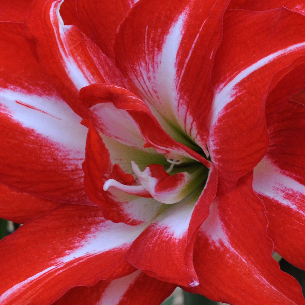 Amaryllis Splash