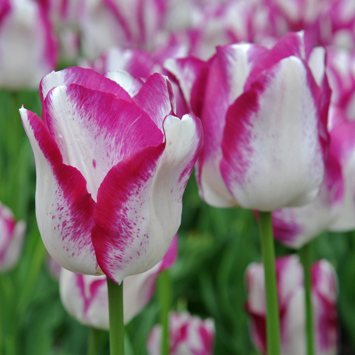 Affair - Tulips - Fluwel