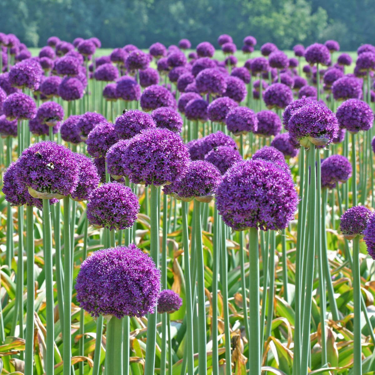 Allium Ambassador - Alliums - Fluwel