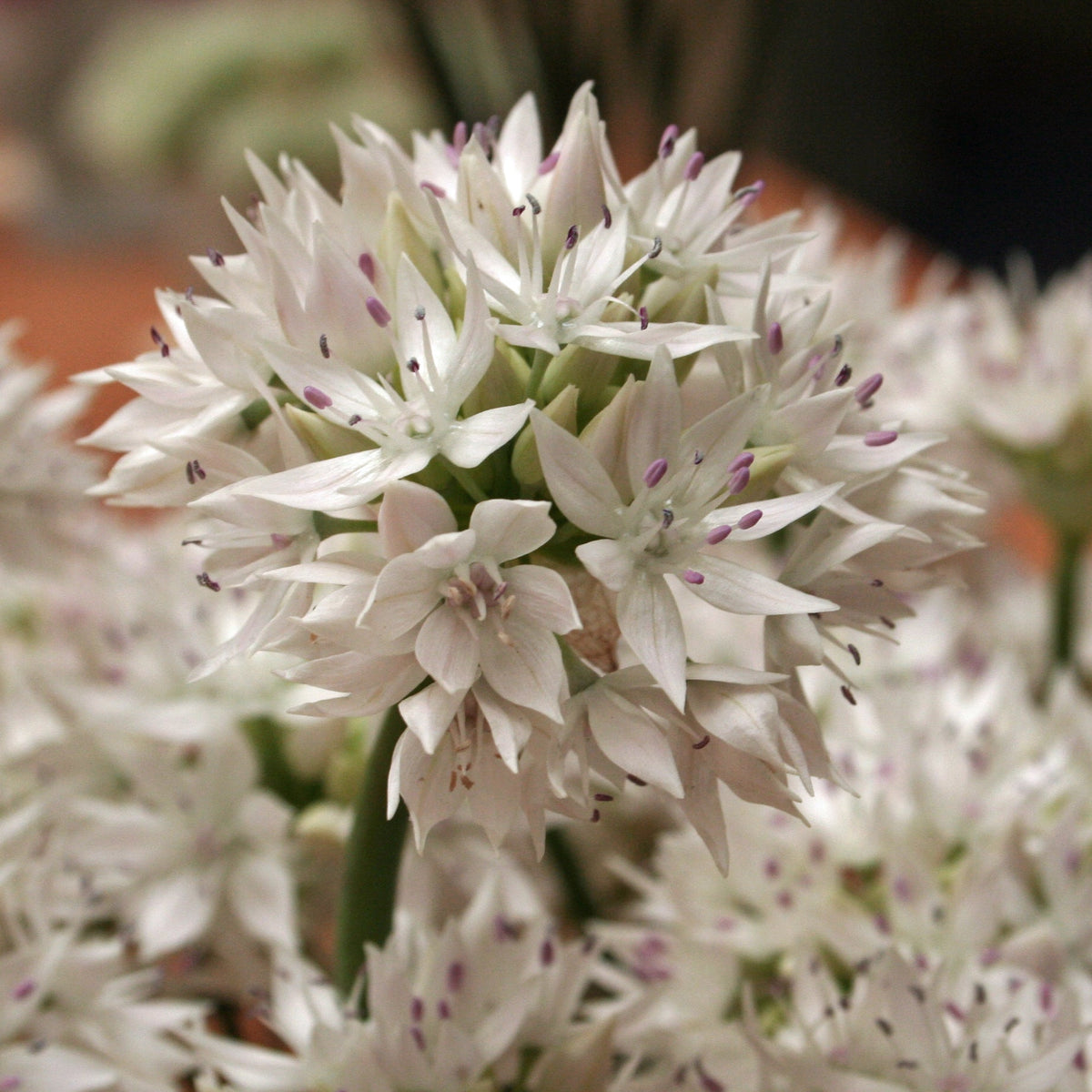 Allium Graceful Beauty - witte allium - Fluwel