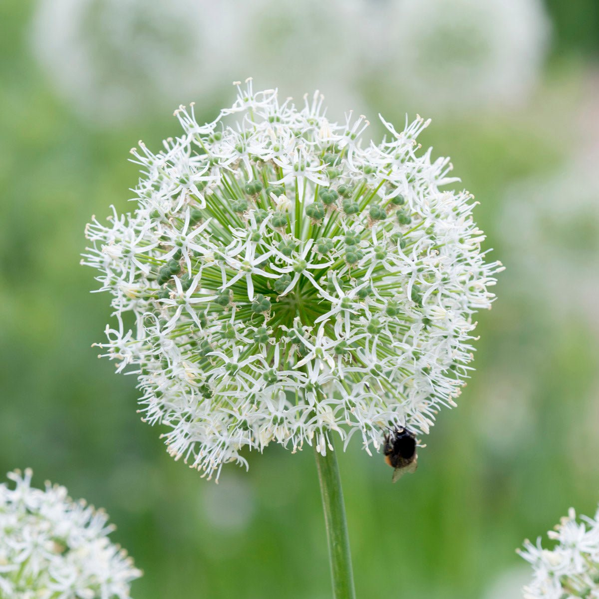 Allium Mount Everest - Alliums - Fluwel