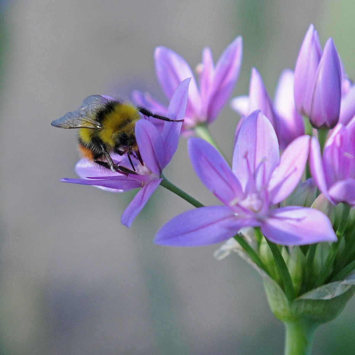 Allium unifolium - Alliums - Fluwel