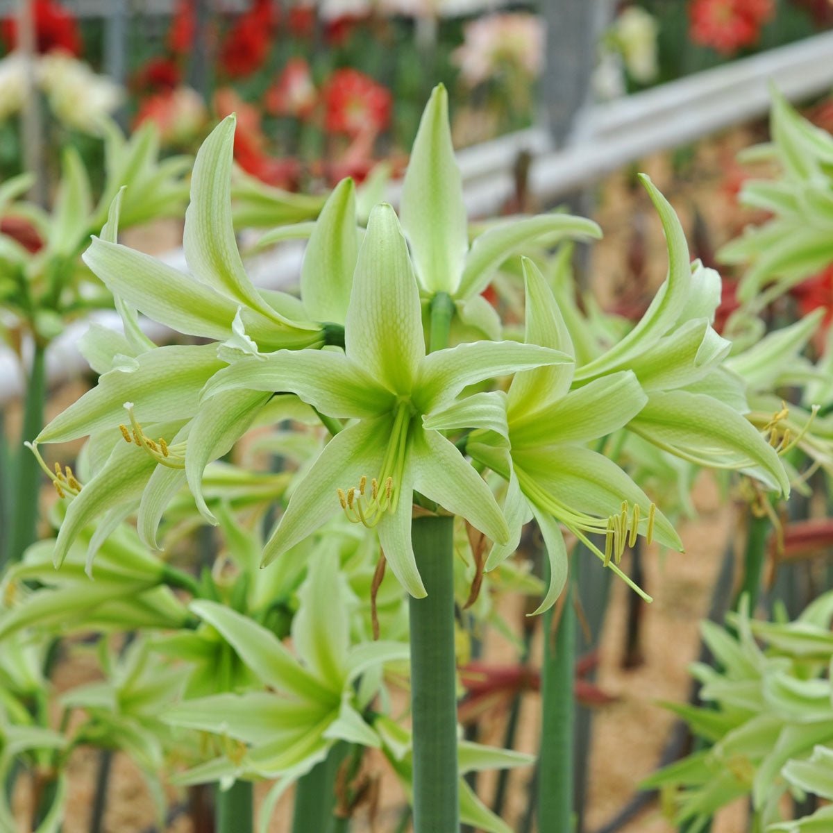 Amaryllis Evergreen - groene amaryllis - Fluwel
