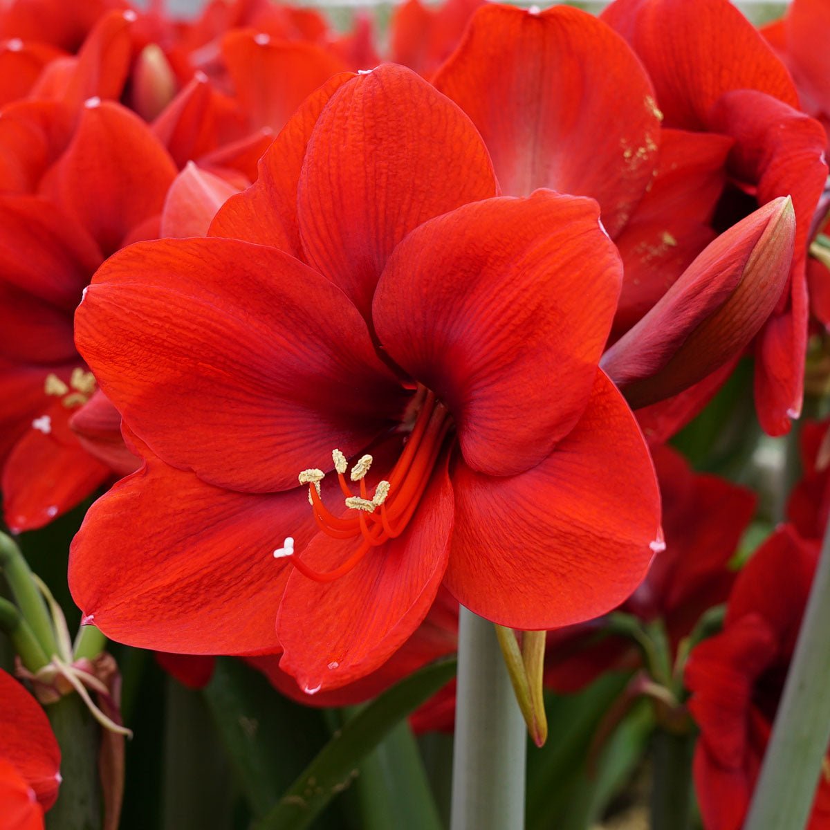 Amaryllis Ferrari - rode amaryllis - Fluwel