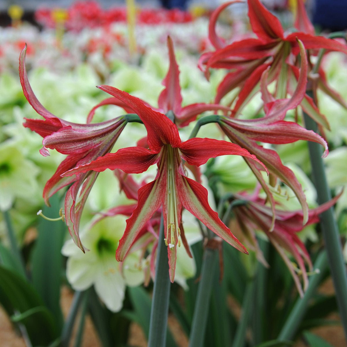 Amaryllis La Paz - meerkleurige amaryllis - Fluwel