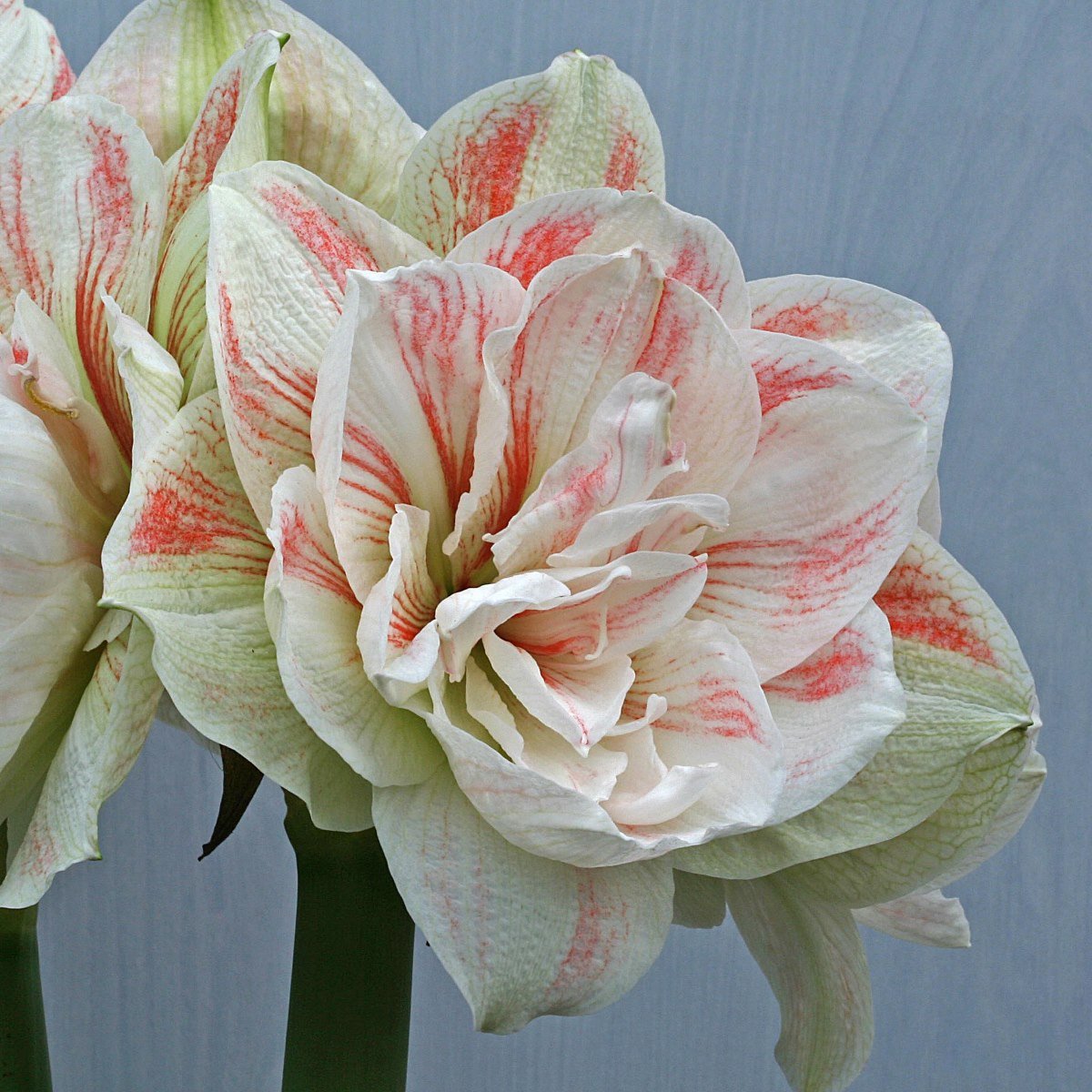 hippeastrum nymph Amaryllis Nymph (Hippeastrum) | per 1 piece