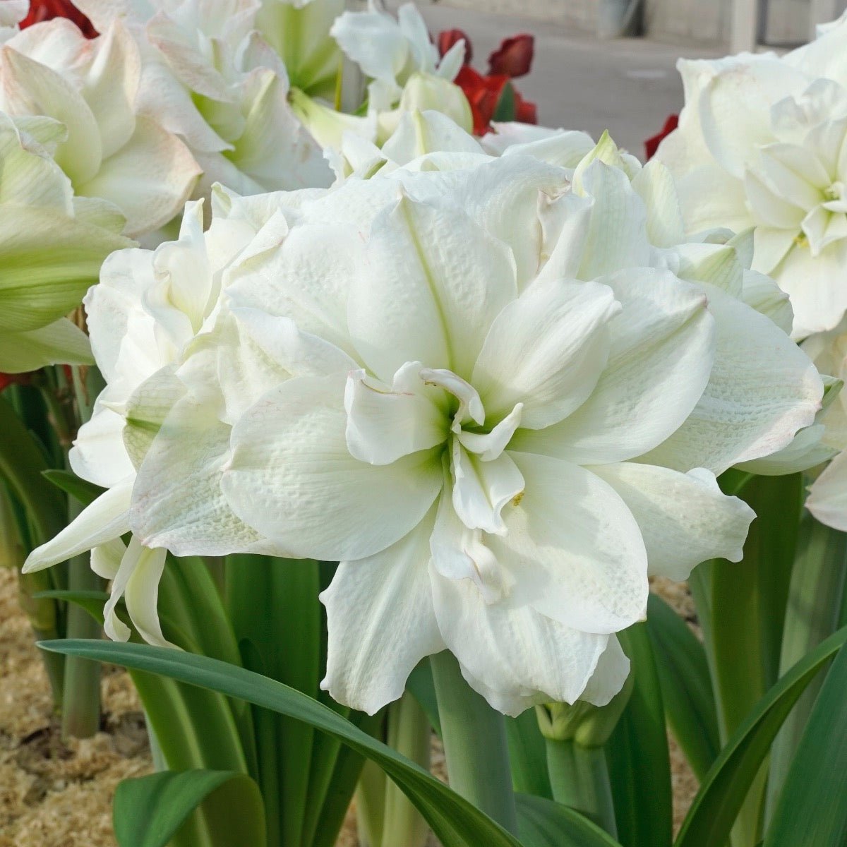 Amaryllis Polar Belle - Amaryllis - Fluwel