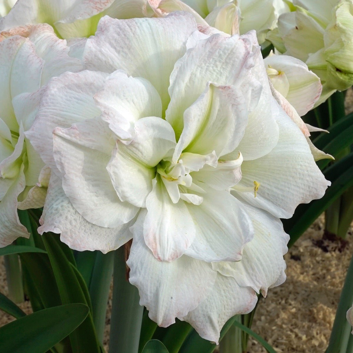 Amaryllis Polar Belle - Amaryllis - Fluwel