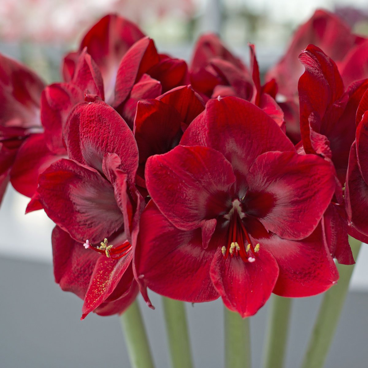Amaryllis Premiere - Amaryllis - Fluwel