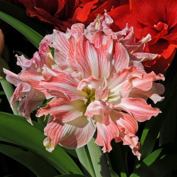 Amaryllis Pretty Nymph - Amaryllis - Fluwel